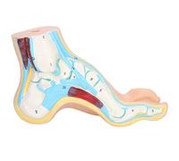 Modèle de pied humain pour la vie pour les adultes présentant des accessoires musculaires et des pieds d'arc pour des applications d'enseignement et de recherche (Bogenfuß)