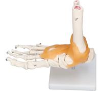 Modèle de pied humain Squelette anatomique de la cheville avec ligament 1 à 1 Moule grandeur nature