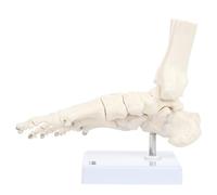 Modèle de pied, modèle de squelette osseux du pied avec cheville, outil d'enseignement de l'anatomie et de la podologie