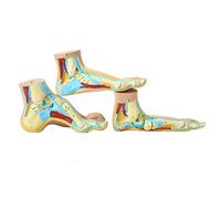 Modèle de Pied pathologique du Pied Pied Normal Foot Foot Arc Type Foot 3 pièces Modèle Anatomique du Pied avec des Muscles structurés et des vaisseaux sanguins pour l'enseignement de la médecine