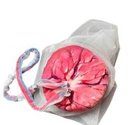 Modèle de placenta de cordon ombilical néonatal, modèle de formation à l'accouchement en gynécologie, simulateur d'accouchement féminin avec placenta de cordon ombilical for l'enseignement