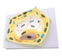 Modèle de Plante Modèle de Cellule végétale Grossissement 2000X Modèle d'anatomie microstructurelle Aide à la Formation pédagogique for l'étude Biologique Outil d'enseignement Anatomique