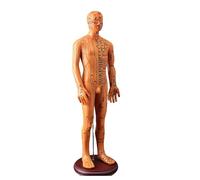 Modèle De Point D Humain Avec Points Chinois Homme Et Guide D'étude De L'anatomie Des Points Chinois Numérotés