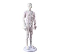 Modèle De Point D Humain Avec Points Chinois Homme Et Guide D'étude De L'anatomie Des Points Chinois Numérotés