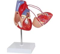 Modèle de pontage cardiaque humain 1:1 Modèle de chirurgie de pontage cardiaque Modèle d'anatomie humaine détachable de pontage cardiaque for les aides pédagogiques en éducation médicale