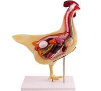 Modèle de poulet animal avec organes amovibles, modèle pédagogique 3D | Modèle d'anatomie animale, modèle d'organes viscéraux animaux pour la recherche, biologie démontable pour démonstration