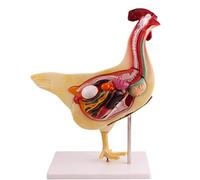 Modèle de Poulet Modèle Anatomique de Poulet Animal Modèle d'anatomie d'organe de Poulet Amovible Modèle de Poulet de si