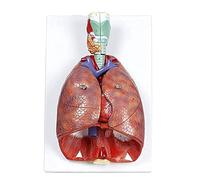 Modèle de poumon et de système respiratoire humain, série anatomique humaine, modèle de cœur et de poumon du larynx, modèle d'organes du système respiratoire, 7 parties, outils pédagogiques amovibles