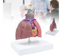Modèle de poumon humain, modèle du système respiratoire humain, comparaison entre un poumon sain et un poumon pathologique en 5 parties, modèle anatomique du larynx et du cœur