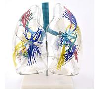 Modèle de poumon humain transparent, anatomie pulmonaire de l'arbre bronchique, modèle respiratoire de chirurgie thoracique, modèle anatomique médical, modèle de segments de poumon transparents, modè