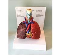 Modèle de poumon pharynx cœur laryngé anatomie médicale modèle larynx for l'apprentissage affichage enseignement médical