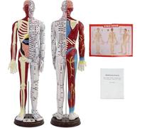 Modèle de poupée d'acupuncture à l'échelle 1/3 - Corps masculin/féminin avec instructions sur les points d'acupuncture en anglais for les acupuncteurs et les étudiants.(Female)