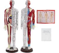 Modèle de poupée d'acupuncture à l'échelle 1/3 - Corps masculin/féminin avec instructions sur les points d'acupuncture en anglais for les acupuncteurs et les étudiants.(Male)