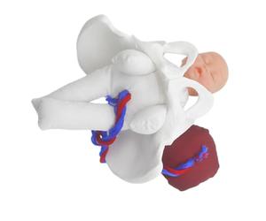 Modèle de Pratique Obstétricale Mini Bassin Fœtus Placenta Cordon | PVC et Tissu, Démonstration Manuelle pour Enseignement Clinique, Laboratoires de Simulation, Instructrices Prénatales