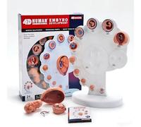 Modèle de Processus de Croissance Fœtale 21 Pièces, Modèle Détachable 4D du Processus de Croissance des Organes du Fœtus, Modèles D'anatomie Humaine pour la Communication Médecin-Patient