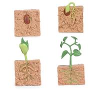 Modèle de processus de Croissance Plantes simulé, 4 pièces, Jouets Cycle Vie pour Enfants, Kit Culture Plantes à graines, Jouet éducatif pour Outil pédagogique