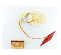 Modèle de réflexion humaine, modèle anatomique du système nerveux à conduction nerveuse, modèle d'arc réflexe nerveux médical humain, for l'apprentissage des sciences en classe, étude et