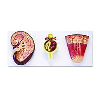 Modèle de rein néphron glomérule grossissant anatomie éducative 3X | Anatomie Rein Modèle avec Néphron et Glomérule à des fins éducatives Idéal pour la formation médicale et l'apprentissage en