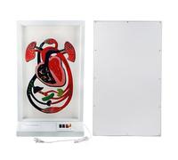 Modèle de rythme cardiaque et de circulation sanguine pour l'enseignement des sciences, appareil électrique de démonstration cardiaque, fournitures de laboratoire pour affichage de recherche