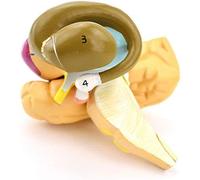 Modèle de Sac intracérébral cérébral et de noyaux Gris centraux - Modèle de Cerveau Humain d'anatomie Scientifique - Modèle de Zone Fonctionnelle neuronucléaire Humaine - pour l'enseignemen