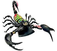 Modèle de Scorpion Anatomique simulé 4D Puzzle Assemblage Jouet Organes d'animaux modèle d'enseignement des Sciences éducatives, modèles et matériel pédagogique pour la démonstration