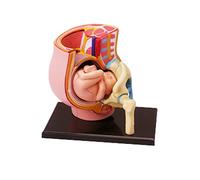 Modèle de Section de bassin pour femmes enceintes, modèle de fœtus de bébé de 9 mois, jouet scientifique de l ' utérus peint à la main pour femmes enceintes