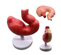Modèle de section d'estomac porc détachable en 2 parties avec base, démontrant manière éclatante l'anatomie et la morphologie l'estomac for une utilisation dans les études vétérinaires
