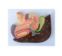 Modèle de Section gastrique Anatomie du Foie Modèle de duodénum hépatopancréatique Modèle d'anatomie d'organe Humain digestif du pancréas for l'étude Enseignement Modèle médical