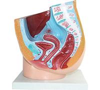 Modèle de Section sagittale pelvienne Humaine féminine modèle Anatomique du modèle d'utérus d'organes féminins pour modè