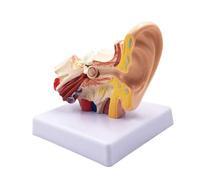 Modèle de simulation d'articulation l'oreille humaine, anatomie médicale, décoration bureau en plastique PVC