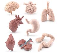 modèle de simulation d'organes du corps humain en 8 parties, jouet éducatif, science préscolaire, école à domicile, matériel pédagogique pour enfants