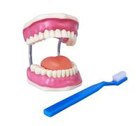 Modèle de soins dentaires, avec brosse à dents géante, 32 dents, modèle de démonstration d'enseignement des soins dentaires, démonstration standard de typodonte pour adultes