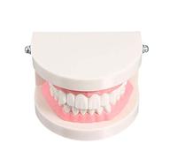 Modèle de soins dentaires en PVC pour dentiste, adulte, enfant, modèle d'enseignement standard