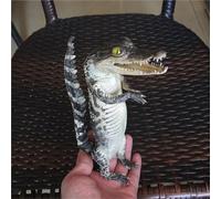 Modèle de spécimen de Crocodile Ornement taxidermie véritable Alligator Animaux crânes Vrais os spécimen taxidermie Fournitures for l'éducation Scientifique Bricolage décoration de Bureau(C)