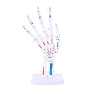 Modèle de Squelette à la Main Humain Flexible avec Phalanges, Métacarpales et Carpales pour L'étude D'anatomie, Démonstration de Classe de Sciences, Titulaire de Carte de Visite, Os du doigt humain