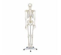 Modèle de Squelette Anatomie Élémentaire 175 cm PVC Durable pour Enseignement