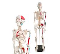 Modèle de squelette anatomique - Mini squelette de 85 cm avec bras et jambes amovibles pour étudiants, coloration musculaire réaliste, modèle de squelette humain éducatif
