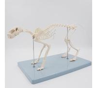Modèle de Squelette Animal Grandeur Nature avec Support, Anatomie complète des os pour l'enseignement et la démonstration vétérinaire
