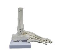 Modèle de squelette articulaire du pied humain Modèle d'os articulaire du pied humain pour les paramètres cliniques Enseignement Recherche et rapport de conférence éducatif