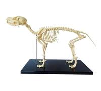 Modèle de squelette canin, modèle d'anatomie canine avec mâchoire détachable, anatomie vétérinaire et biologie humaine, enseignement vétérinaire A