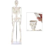 Modèle de squelette d'affichage humain, modèle de squelette d'affichage éducatif avec articulation articulée et base de support de bâton-85 cm-mouvement flexible-application et médecine du sport