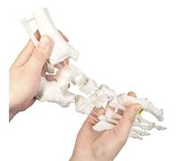 Modèle de squelette d'articulation du pied humain avec moignon | Modèle d'os de pied monté élastique montrant l'origine et l'insertion musculaires, outil d'affichage d'enseignement
