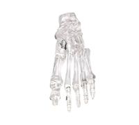 Modèle de squelette d'articulation du pied humain transparent pour l'anatomie du pied gauche et de la cheville pour l'enseignement de la recherche et l'utilisation éducative Squelette humain avec base
