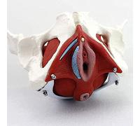 Modèle de Squelette de Bassin Femmes Grandeur Nature modèle Anatomie détachable avec des Muscles du Sol pelvien colorés pour la Pratique infirmière