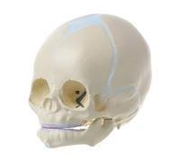 Modèle de squelette de bébé grandeur nature avec mâchoire inférieure mobile Modèle anatomique de crâne de bébé pour rapport de conférence Modèle de crâne de bébé