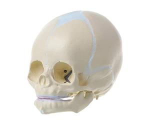 Modèle de squelette de bébé grandeur nature avec mâchoire inférieure mobile Modèle anatomique de crâne de bébé pour rapport de conférence Modèle de crâne de bébé