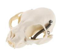 Modèle de Squelette de Chat Anatomique en PVC Beige pour Enseignement | Détails Réalistes, Format Portable, pour Démonstrations en t Cours de Sciences, Guide Complet Inclus