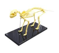 Modèle de squelette de chat avec base montée pour exposition des os | Modèle anatomique de squelette félin pour l'enseignement vétérinaire, les démonstrations en laboratoire, l'hôpital