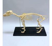 Modèle de Squelette de Chien 64cm * 20c * 30cm Modèle d'enseignement vétérinaire modèle Anatomique de Chien modèle de sq