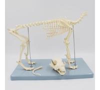 Modèle de squelette de chien, dents de crâne canin, modèle anatomique de squelette de chien, articulations de la colonne vertébrale de chien, queue de chien amovible, pour l'enseignement et l'affichag